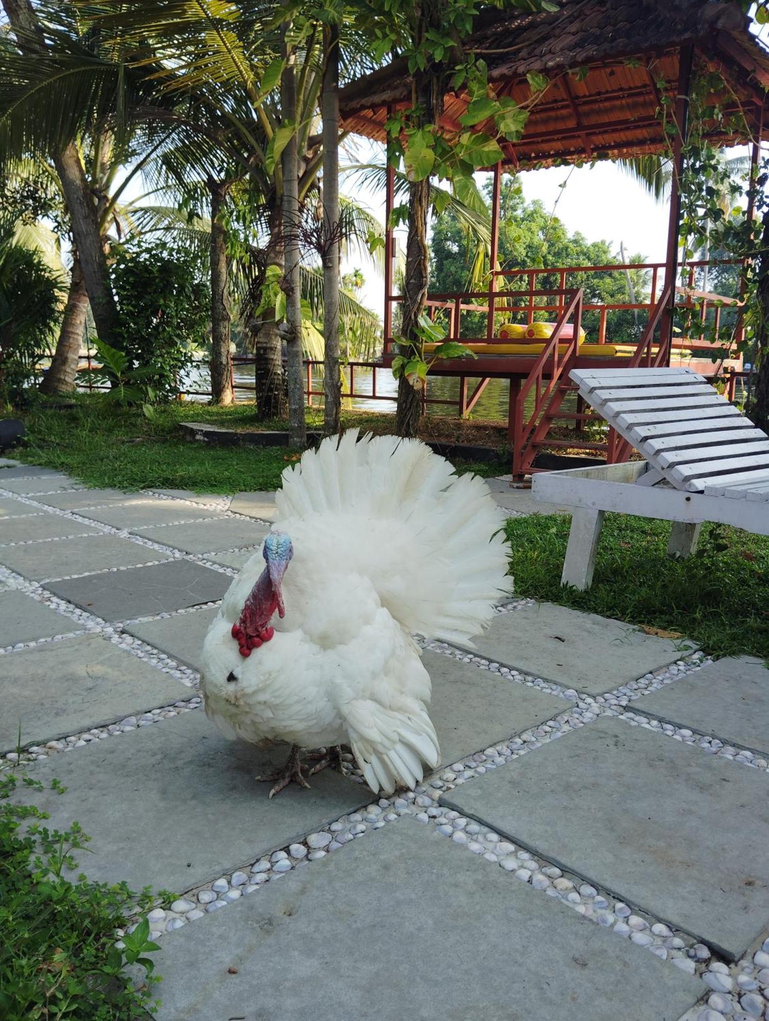 The Lake Paradise Boutique Resort Alappuzha Exterior photo